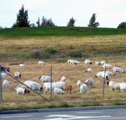 Google Goats